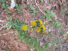 Pilosella caespitosa
