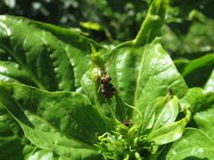 Centrocoris variegatus