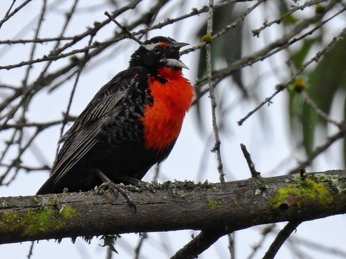 Peruvian Meadowlark (Leistes bellicosus), photo 3