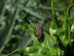 Eudolycoris alluaudi