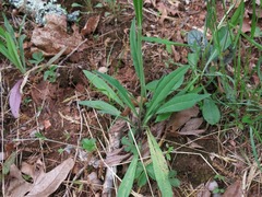 Pilosella caespitosa