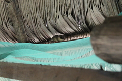 Marmosops noctivagus