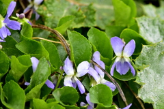 Viola suavis