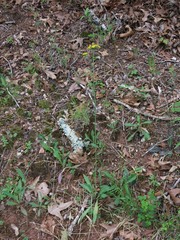 Pilosella caespitosa