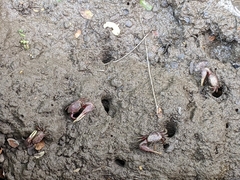 Minuca ecuadoriensis