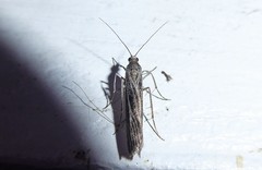 Eudonia atmogramma