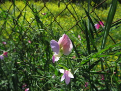 Lathyrus clymenum