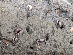 Minuca ecuadoriensis