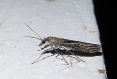 Eudonia atmogramma