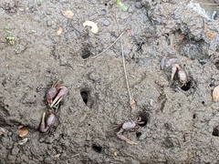 Minuca ecuadoriensis