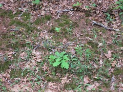 Pilosella caespitosa