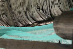 Marmosops noctivagus