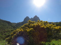 Genista microphylla