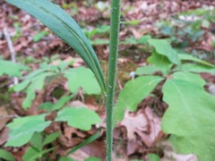 Pilosella caespitosa