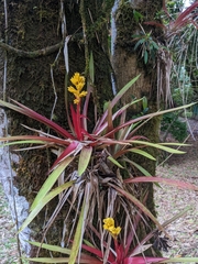 Guzmania zahnii