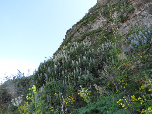 Echium callithyrsum image