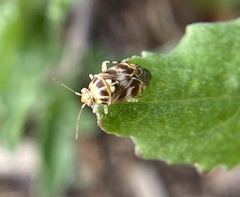 Tropidosteptes