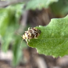 Tropidosteptes