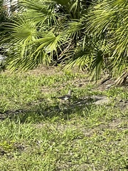 Mimus polyglottos image