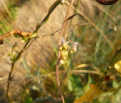 Cuscuta monogyna