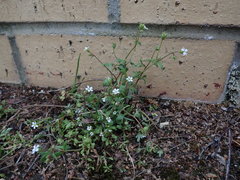 Saxifraga tridactylites
