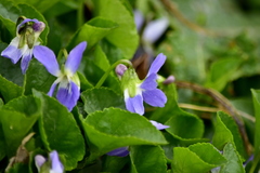 Viola suavis