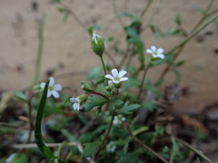 Saxifraga tridactylites
