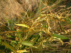 Cuscuta monogyna