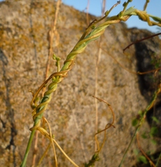 Cuscuta monogyna