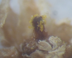 Cuscuta monogyna