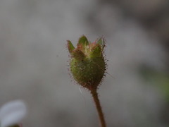 Saxifraga tridactylites
