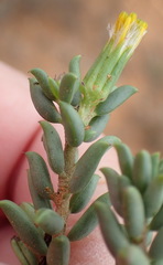 Senecio acutifolius