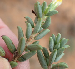 Senecio acutifolius