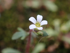 Saxifraga tridactylites