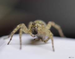 Lycosidae