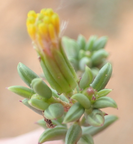 Tipsy Ragwort (Senecio acutifolius)