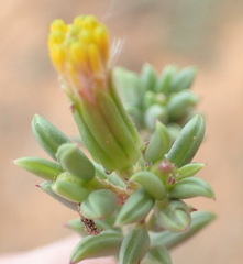 Senecio acutifolius