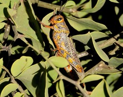 Diponthus pycnostictus