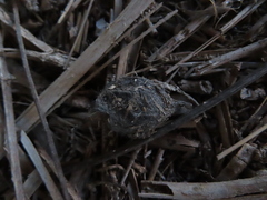Athene noctua