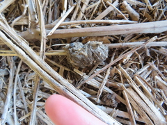 Athene noctua