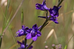 Delphinium hesperium