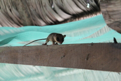 Marmosops noctivagus