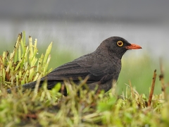 Great Thrush photo 5