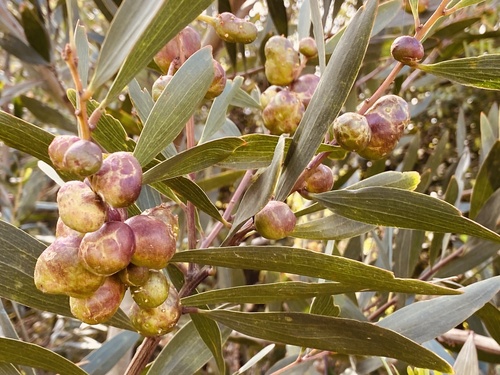 Longleaf Wattle Gall Wasp
