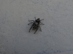 Salticus canariensis