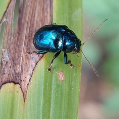 Colaspoides unicolor