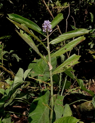 Dichorisandra thyrsiflora