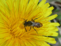 Nomada