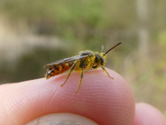 Nomada