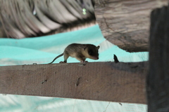 Marmosops noctivagus